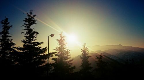 Sun shining through trees