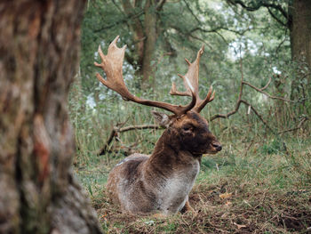 Deer in a forest