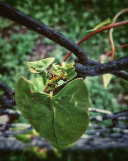 Close-up of insect on plant