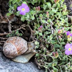 Close-up of snail