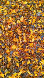 High angle view of yellow leaves on field