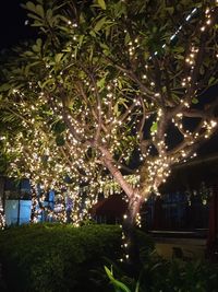 Illuminated tree by building at night