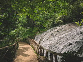 Walkway amidst trees in forest