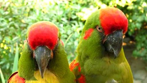 Close-up of parrot