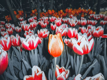 Close-up of red tulips