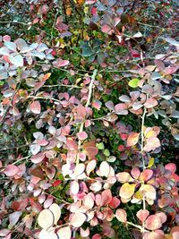Full frame shot of ivy on tree