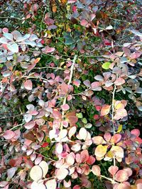 Full frame shot of ivy on tree