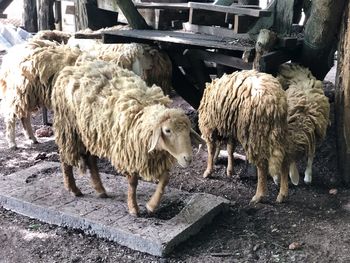 Sheep standing in a farm