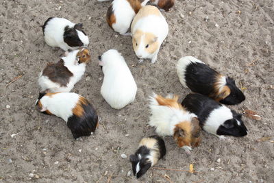 High angle view of young woman