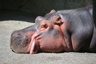 Close-up of a hippo basking in the sunshine 