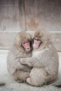 Close-up of monkeys