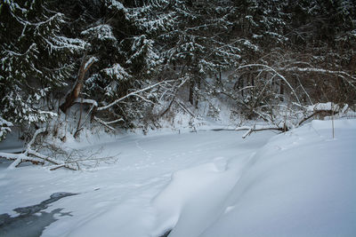 Snow covered trees