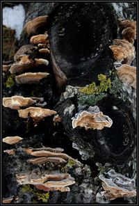 Stack of stones on log