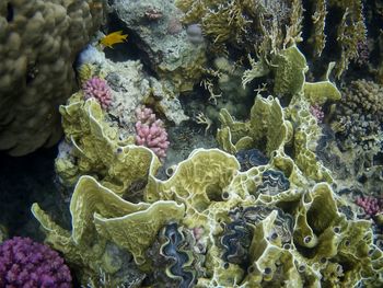 Beautiful tropical fish, marsa alam, egypt