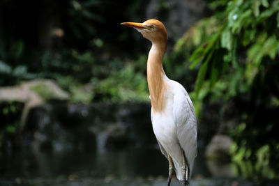 Beautiful long neck bird standing alone