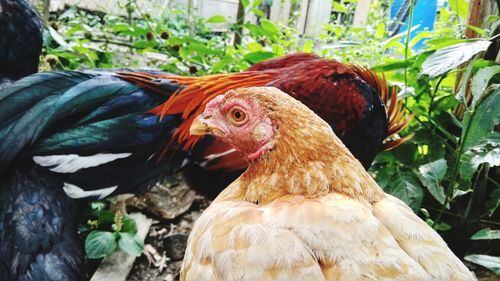 Close-up of a bird