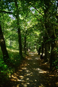 Footpath amidst trees in forest