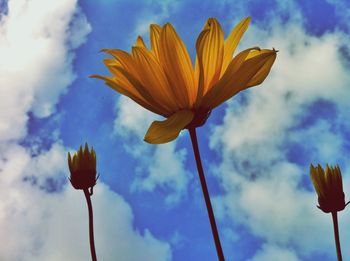 Low angle view of yellow flowers against blue sky