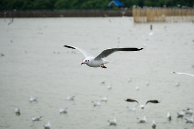 Seagulls flying over sea