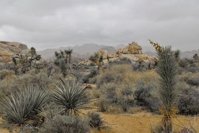 Scenic view of desert against sky