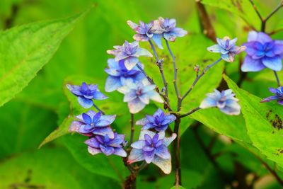 Close-up of purple flowers