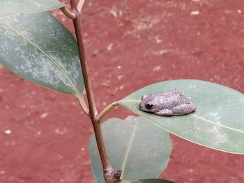 Close-up of a lizard on leaf