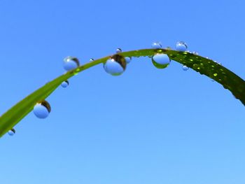 Close-up of wet plant against blue sky