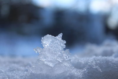 Close-up of frozen leaf during winter