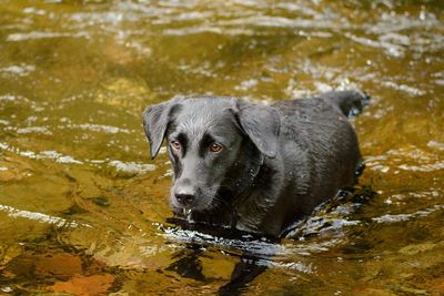 Dog swimming in river