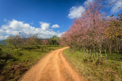 Dirt road along plants and trees against sky