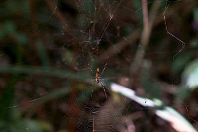 Close-up of spider on web