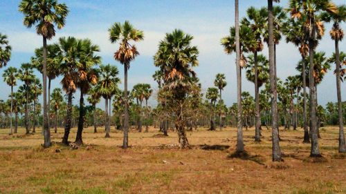 Palm trees on field against sky