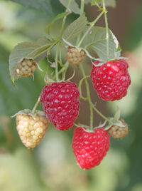 Close-up of strawberries on plant