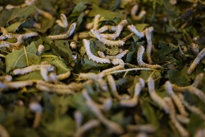 Close-up of worms on leaves