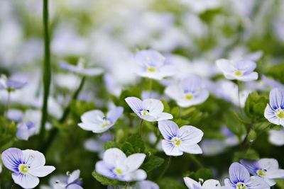 Close-up of white flowers blooming outdoors