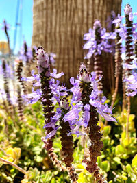 Close-up of purple flowering plants