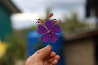 Close-up of hand holding purple flowering plant