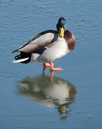 Mallard reflection