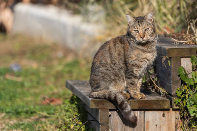 Close-up of cat