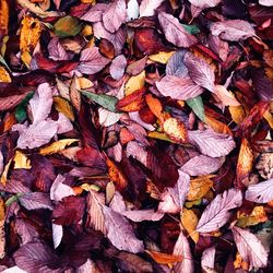 Full frame shot of dry leaves