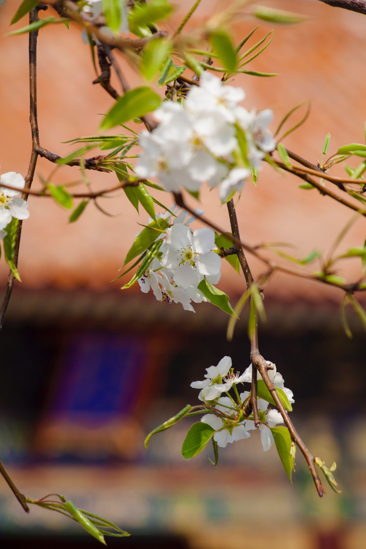 The Forbidden City, Beijing