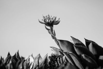 Close-up of sunflower against sky