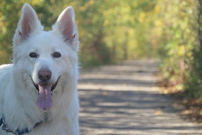 Close-up portrait of white dog