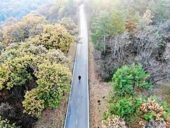 High angle view of road amidst trees in forest