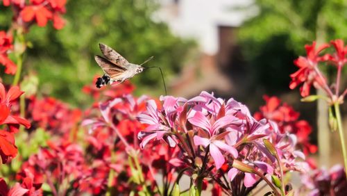 Close-up of butterfly pollinating on flower