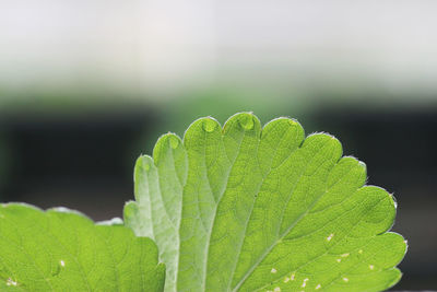 Close-up of green leaves