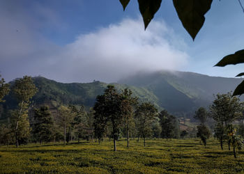 Scenic view of trees on field against sky