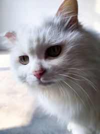 Close-up portrait of cat