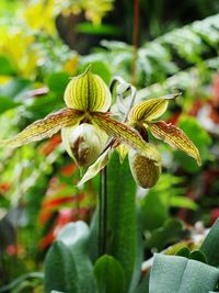 Close-up of flowers
