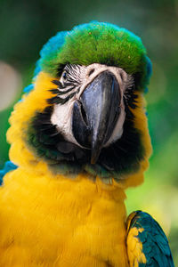 Close-up of a parrot